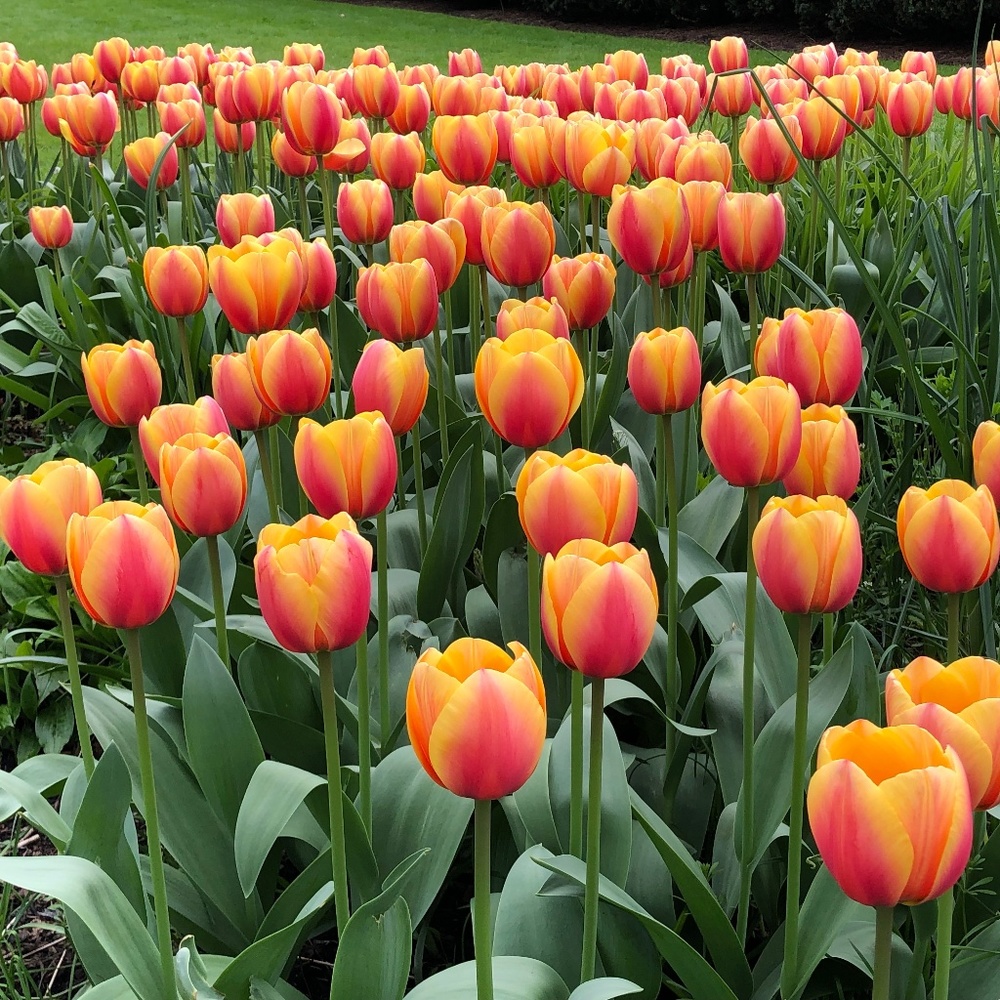 Meet your Posher, Serena